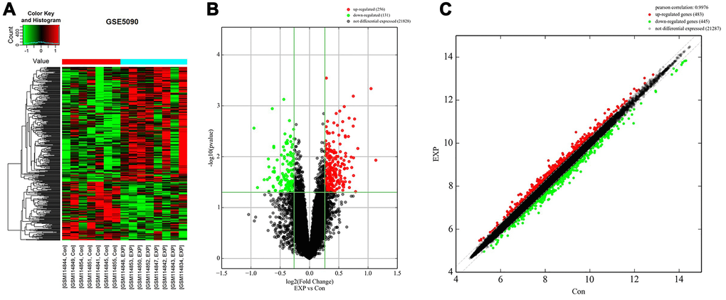 Identification of DEGs in adipose tissue of PCOS patients. (A) Heat map of DEGs in the GSE5090 dataset. (B) Volcano plot of DEGs in GSE5090. Red color indicates upregulated DEGs, and green color indicates downregulated DEGs. P-value p-value > 1.3) and |log2 Fold Change| > 0.25 were used as cutoff values. (C) Scatter plot of DEGs in GSE5090.