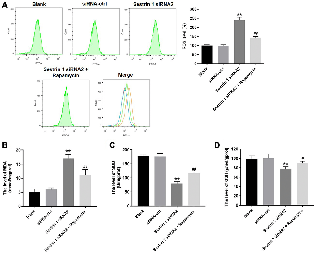 Sestrin 1 knockdown increased oxidative stress in KGN cells by inhibiting autophagy. After treatment, (A) ROS level in KGN cells were measured using the DCFH-DA method. Results are presented as the percentage of blank control. (B–D) MDA, SOD, and GSH levels were measured by ELISA. **P #P ##P 