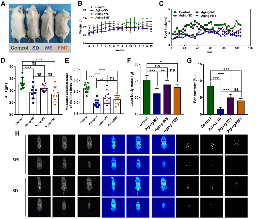 The effects of WS on the general nutritional status of aging mice. (A) The hair color and bodyweight of mice in each group. (B) The dynamic weight of mice in each group during the 0-15-week intervention process. (C) The food intake of mice in each group was recorded at days 0, 20, 40, 60, 80, 100, and 120. (D) The level of ALB (g/L) in the serum of mice. (E) The muscle circumference (cm) of the hind limbs of mice. (F) The lean body mass of mice. (G) The fat content in mice. (H) Analysis of body composition of mice. *P P P 