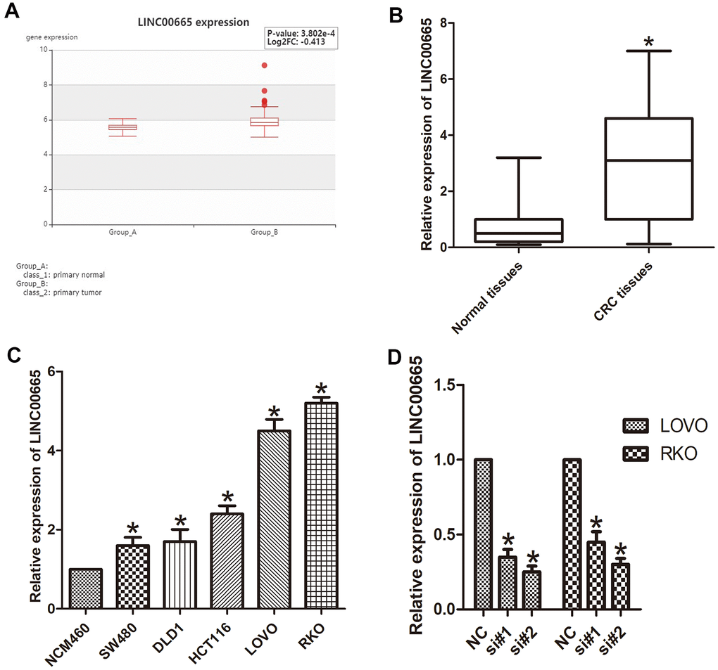 LINC00665 expression was upregulated in CRC tissues and cell lines. (A) LINC00665 was overexpressed in CRC tissues as indicated by HCMDB data analysis (*P B) qPCR was used to measure the expression level of LINC00665 (*P C) The expression levels of LINC00665 in multiple CRC cell lines compared with NCM460 normal colonic epithelial cells (n = 6; *P D) The knockdown efficiencies were examined in LOVO cells and RKO cells transfected with si-LINC00665 (si#1 and si#2; n = 6; *P 