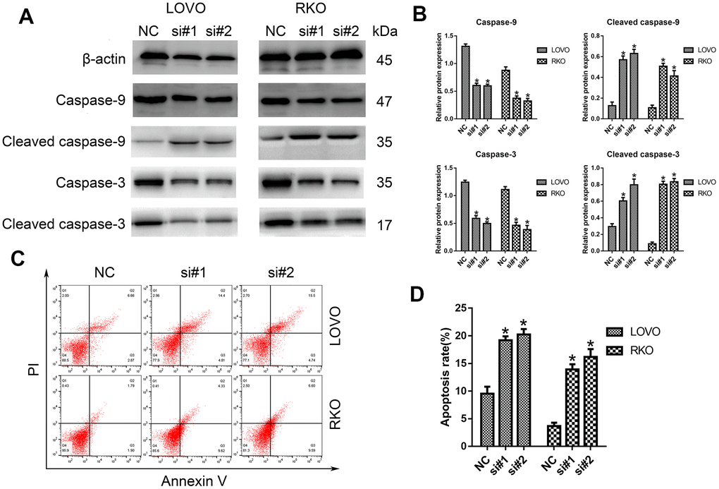 Knockdown of LINC00665 induced apoptosis in CRC cells. (A) Apoptosis-related protein levels were analyzed by Western blotting (n = 6; *P B) Western blotting showed the protein levels in both cell lines (n = 6; *P C, D) The apoptosis rates of LOVO and RKO cells after siRNA treatment were detected by flow cytometry.