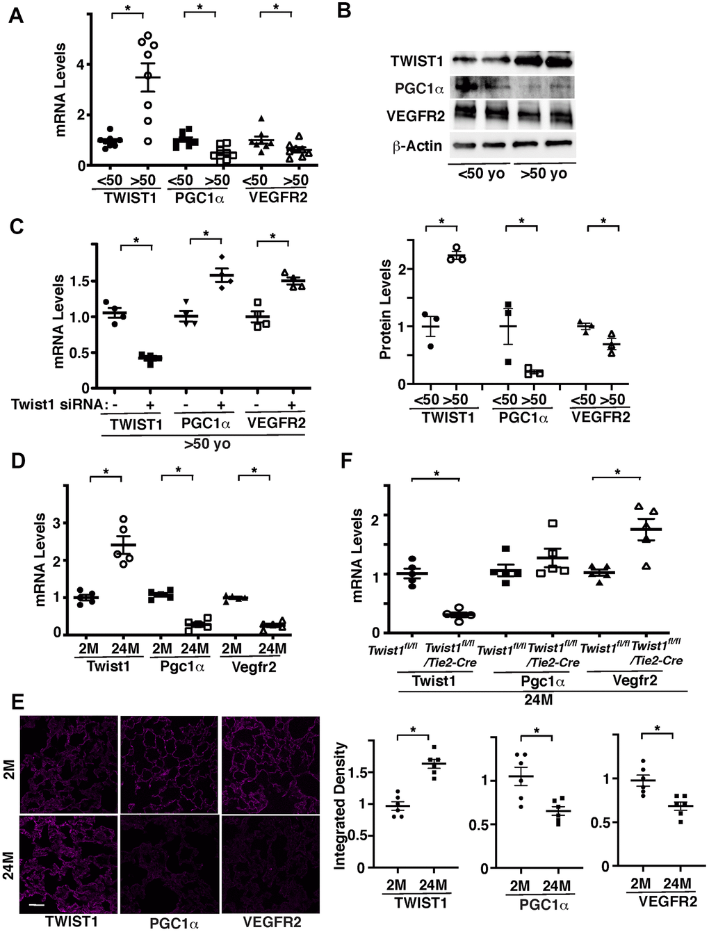 Twist1 mediates age-dependent decline in PGC1α and VEGFR2 expression in ECs. (A) Graph showing the mRNA levels of Twist1, PGC1α, and VEGFR2 in ECs isolated from young (50 years old) human adipose tissues (n=8, mean ± s.e.m., *, pB) Representative immunoblots showing Twist1, PGC1α, VEGFR2, and β-actin protein levels in young vs. aged human adipose ECs (top). Graph showing Twist1, PGC1α, and VEGFR2 protein levels normalized by β-actin protein levels in young vs. aged human adipose ECs (bottom, n=3, mean ± s.e.m., *, pC) Graph showing the mRNA levels of Twist1, PGC1α, and VEGFR2 in aged human adipose ECs treated with Twist1 siRNA or control siRNA with irrelevant sequences (n=4, mean ± s.e.m., *, pD) Graph showing the mRNA levels of Twist1, Pgc1α, and Vegfr2 in ECs isolated from 2M vs. 24M old mouse lungs (n=5, mean ± s.e.m., *, pE) IF micrographs showing Twist1, PGC1α, and VEGFR2 expression in 2M vs. 24M old mouse lungs. Scale bar, 50 μm. Graphs showing integrated density of Twist1, PGC1α, and VEGFR2 in the lung tissues (n=6, mean ± s.e.m., *, pF) Graph showing the mRNA levels of Twist1, Pgc1α, and Vegfr2 in ECs isolated from 24M old Twist1fl/fl and Twist1fl/fl/Tie2-cre mouse lungs (n=5, mean ± s.e.m., *, p