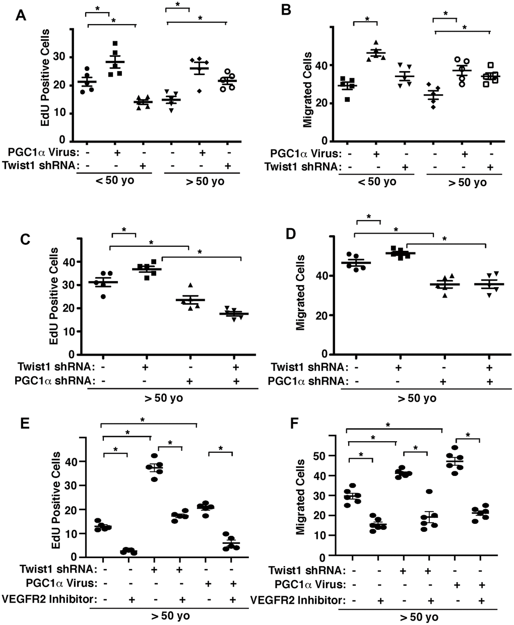 Twist1-PGC1α signaling controls EC DNA synthesis and migration in young vs. aged ECs. (A) Graph showing EdU-positive young (50 years old) human adipose ECs treated with lentivirus overexpressing PGC1α or Twist1 shRNA (n=5, mean ± s.e.m., *, pB) Graph showing young vs. aged human adipose ECs treated with lentivirus overexpressing PGC1α or Twist1 shRNA migrating towards 5% FBS (n=5, mean±s.e.m., *, pC) Graph showing EdU-positive aged human adipose ECs treated with lentivirus encoding Twist1 shRNA, PGC1α shRNA, or in combination (n=5, mean ± s.e.m., *, pD) Graph showing aged human adipose ECs treated with lentivirus encoding Twist1 shRNA, PGC1α shRNA, or in combination migrating towards 5% FBS (n=5, mean ± s.e.m., *, pE) Graph showing EdU-positive aged human adipose ECs treated with lentivirus encoding Twist1 shRNA, PGC1α, or in combination with VEGFR2 inhibitor SU5416 (n=5, mean ± s.e.m., *, pF) Graph showing aged human adipose ECs treated with lentivirus encoding Twist1 shRNA, PGC1α, or in combination with VEGFR2 inhibitor SU5416 migrating towards 5% FBS (n=6, mean ± s.e.m., *, p
