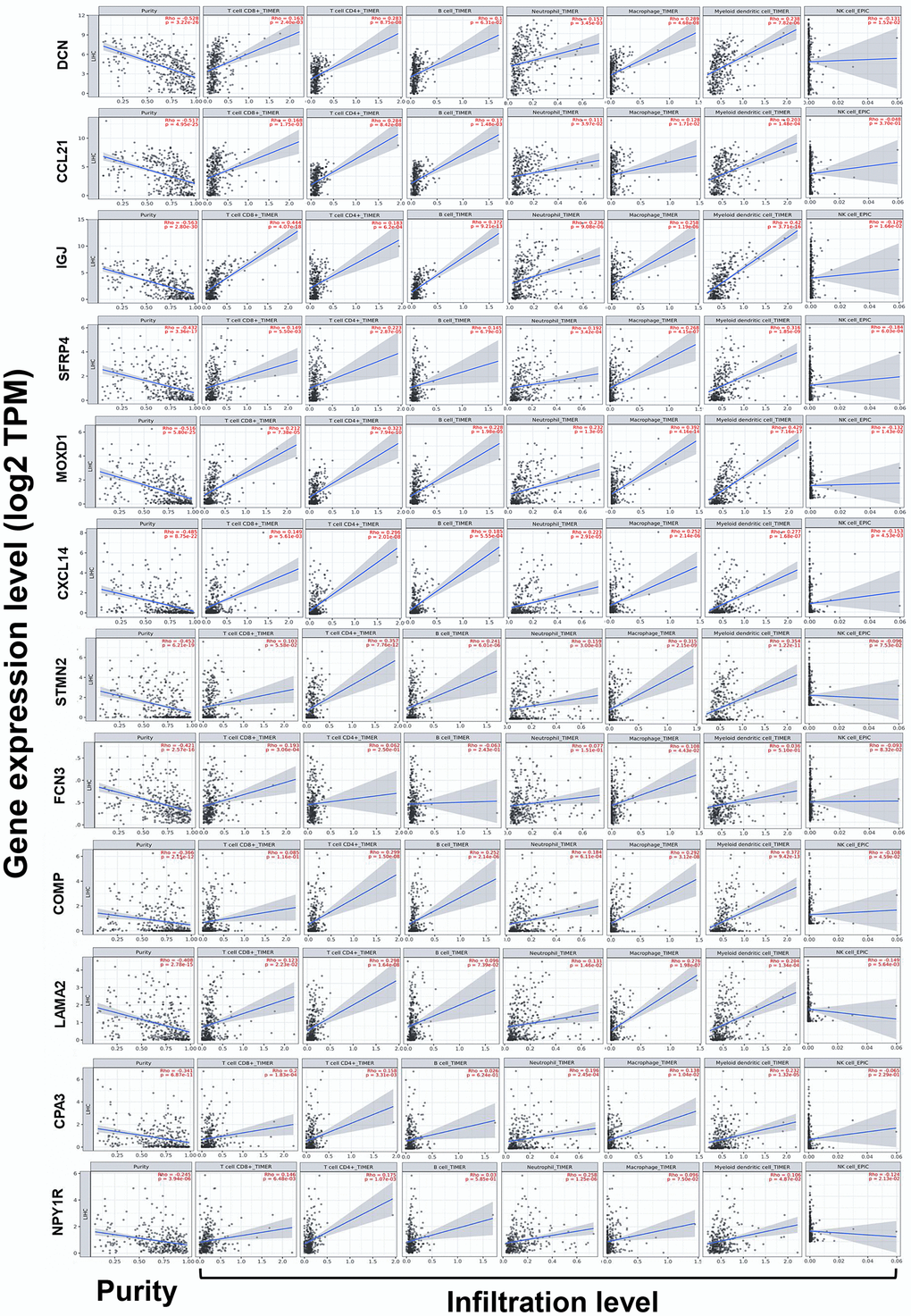 Correlations between the expression of the DEGs with immune infiltration in HCC (TIMER). Correlations between the expression of the 12 DEGs with tumor purity, and infiltration level of CD8+ T cells, CD4+ T cells, B cells, neutrophils, macrophages, DCs, and NK cells in HCC. DCs, dendritic cells; NK cells, natural killer cells.