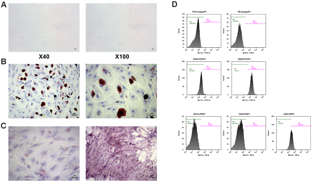 Identification of MSCs. (A) Morphology of MSCs under an optical microscope. (B) Identification of osteoblast differentiation of MSCs by alizarin staining. (C) Identification of adipogenic differentiation of MSCs by oil red O staining. (D) Measurement of cell-surface CD makers by flow cytometry. MSCs: mesenchymal stem cells.