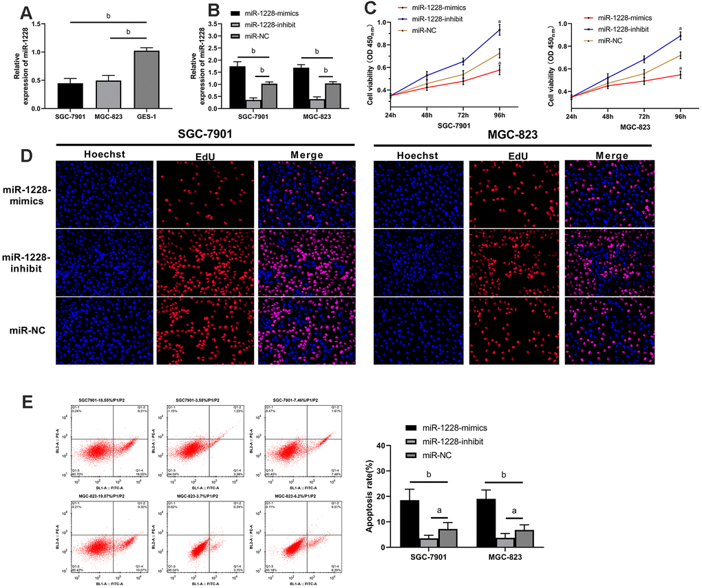 Effect of exosomal-miR-1228 derived from BM-MSCs on growth and apoptosis of gastric cancer cells. (A) miR-1228 was lowly expressed in gastric cancer cells. (B) Expression of miR-1228 in gastric cancer cells transfected with miR-1228-mimics, miR-1228-inhibit, miR-NC after co-culture with exosomes. (C) After co-culture, the cells transfected with miR-1228-mimics had a slower proliferation, while those transfected with miR-1228-inhibit had an accelerated proliferation. (D) As shown by EdU cell proliferation assay, the proliferation of cells transfected miR-1228-mimics was accelerated, while that of transfected miR-1228-inhibit was slowed down. (E) After co-culture, the cells transfected with miR-1228-mimics had an accelerated apoptosis, while those transfected with miR-1228-inhibit had a decreased apoptosis. aPvs. miR-NC, bPvs. miR-NC.