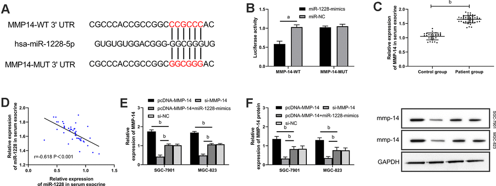 miR-1228 targets and regulates MMP-14.  (A) Dual-luciferase reporter assay confirmed that there were targeted binding sites between miR-1228 and MMP-14. (B) Relative expression of MMP-14 mRNA in gastric cancer cells (transfected with sh-MMP-14, si-MMP-14, si-NC, or sh-MMP-14+miR-1228-mimics) after co-culture with exosomes. (C) qRT-PCR quantitated relative expression of MMP-14in serum exosomes. (D) Pearson test analyzed the correlation between MMP-14 and miR-1228 in serum exosomes. (E, F) qRT-PCR and WB determined relative expression of MMP-14 mRNA and protein in gastric cancer cells (transfection with sh-MMP-14, si-MMP-14, si-NC or sh-MMP-14, miR-1228- mimics) after co-culture. aPvs. si-NC, bPvs. si-NC.