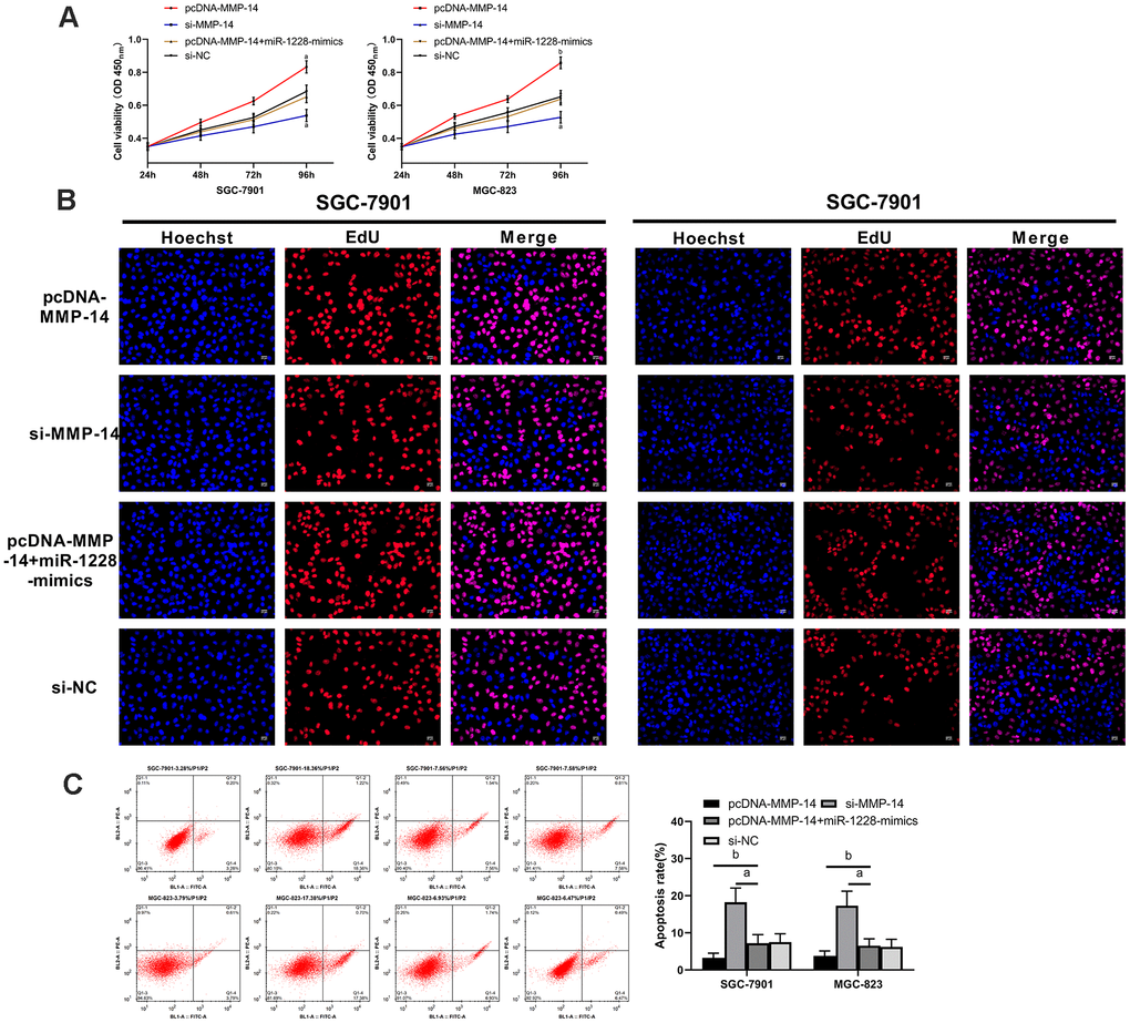 Overexpression of miR-1228 inhibits MMP-14 upregulation-induced growth and apoptosis of gastric cancer cells. (A, B) The proliferation of si-MMP-14 transfected cells was slowed down after co-culture, while that of sh-MMP-14 transfected cells was accelerated. (C) After co-culture, the apoptosis of si-MMP-14 transfected cells was accelerated and that of sh-MMP-14 transfected cells was slowed down. The apoptosis of sh-MMP-14+miR-1228-mimics transfected cells had no difference from that of si-NC transfected cells. aPvs. si-NC, bPvs. si-NC.