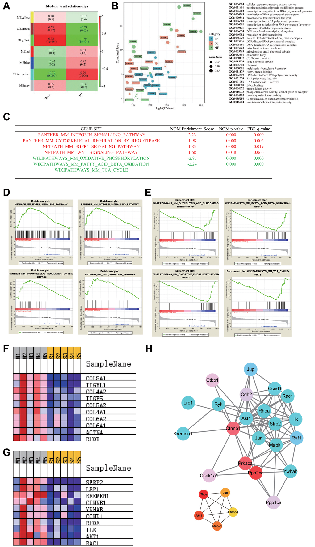 Pathways enrichment associated with advanced heart failure. (A) WGCNA identified demonstrated 7 modules by average linkage clustering. (B) Gene Ontology analysis of genes in the green module, which were more correlated with advanced heart failure. (C) List of the four significantly up-regulated (marked red) and four down-regulated gene sets (marked green) associated with advanced heart failure enriched in GSEA analysis. (D–E) Enrichment plots of four significantly up-regulated and down-regulated pathways. (F) Heatmap of the enriched genes in the Integrin signaling pathway. (G) Heatmap of the enriched genes in the WNT signaling pathway. (H) Protein-protein interaction network of WNT signaling pathway and hub genes involved in this network.