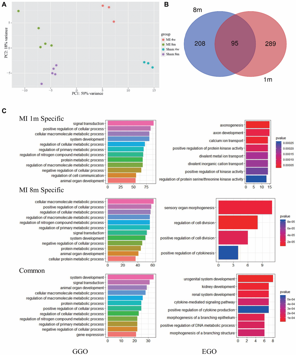 Pathways most affected at 1 month and 8 months after MI. (A) PCA analysis show that the transcriptome of mice after LCA ligation changes significantly and varies with time. (B) Overlap of significantly modulated genes between 1 month and 8 months post-MI. (C) GGO (left) and EGO (right) analysis of pathways affected by long term MI.