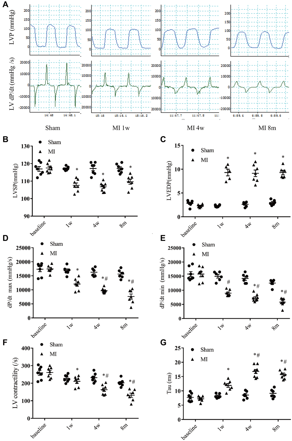 Hemodynamics assessment of left ventricular function. (A) Representative recordings of left ventricular (LV) pressure and pressure change rate (dp/dt). (B) LV systolic pressure. (C) LV end-diastolic pressure. (D) Maximum increasing rate of LV pressure (dp/dt max). (E) Maximum descending rate of the LV pressure (dp/dt min). (F) LV contractility index (dp/dt max divided by the pressure at the time of dp/dt max). (G) Exponential time constant of relaxation (Tau). *P #P n = 6–10 at various time point.