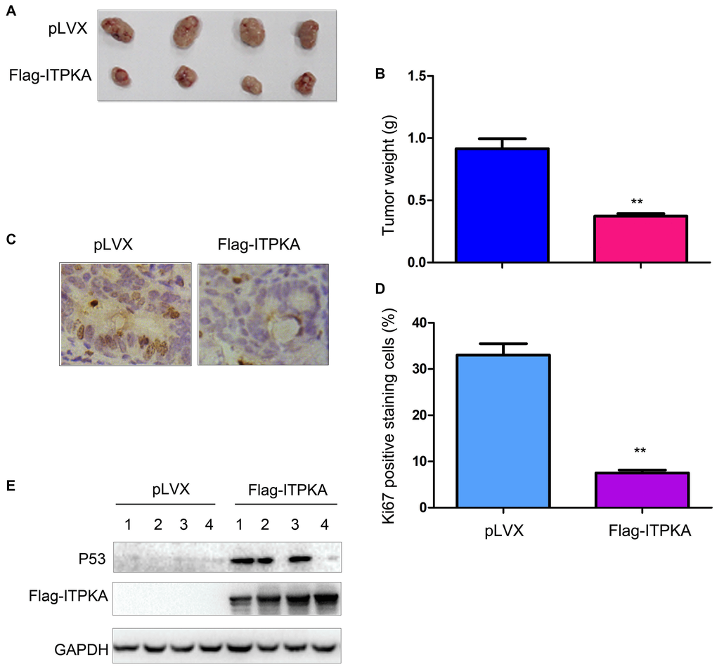 ITPKA inhibited the tumorigenicity of ovarian cancer. (A) Gross images of the tumors formed by OVCAR3 control cells and OVCAR3/Flag-ITPKA cells in nude mice. (B) Tumor weight as shown in (A). (C) Immunostaining was performed to examine Ki67 expression. (D) Statistical analysis of (C). (E) Expression of P53 and Flag-ITPKA in the tumors was examined via western blot. **P 