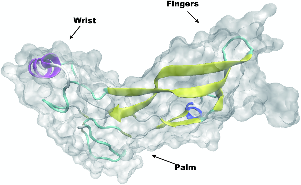 Overall structure of homodimeric human GDF11.