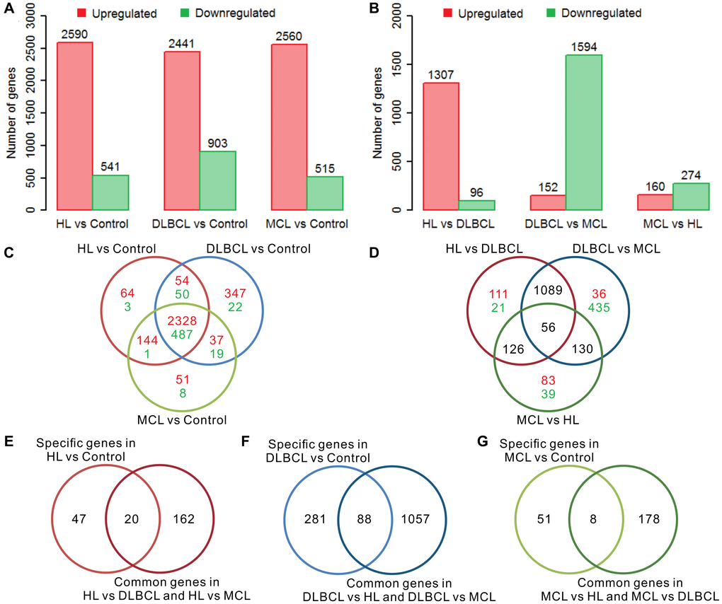 Differential gene expression analysis of three lymphomas. (A) The number of differentially expressed genes (DEGs) in lymphoma samples compared to controls. (B) The number of intergroup difference genes (IDGs) in three types of lymphoma. (C) Venn diagram of DEGs in lymphomas compared to controls. The red color indicates the number of upregulated genes and the green color indicates the number of downregulated genes. The expression trends of these genes are consistent in different types of lymphoma compared with controls. (D) Venn diagram of the IDGs between the lymphoma groups. The red color indicates the number of upregulated genes and the green color indicates the number of downregulated genes. (E) Venn diagram of HL-specific DEGs and HL common IDGs. (F) Venn diagram of DLBCL-specific DEGs and DLBCL common IDGs. (G) Venn diagram of MCL-specific DEGs and MCL common IDGs. The red bar indicates the upregulated genes, and the green bar indicates the downregulated genes. HL, Hodgkin's lymphoma; DLBCL, diffuse large B-cell lymphoma; MCL, mantle cell lymphoma.