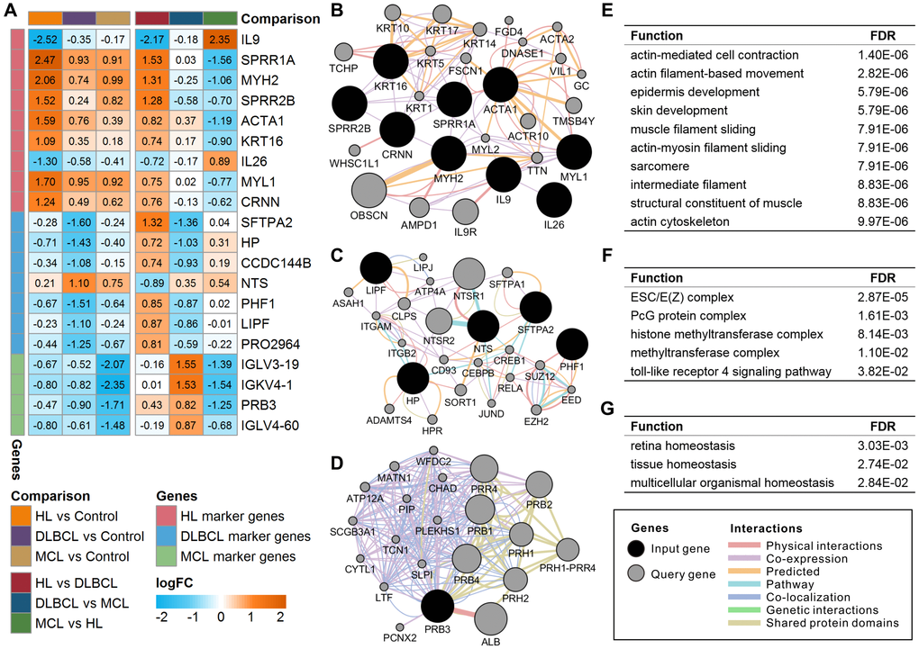 Expression and functional interaction network of lymphoma marker genes. (A) Log2 transformed the fold-change (logFC) of lymphoma marker genes in different comparisons. The orange color indicates the logFC of the gene > 0, and the cyan color indicates the logFC of the gene B) Functional interaction network of HL marker genes. (C) Functional interaction network of DLBCL marker genes. No records of CCDC144B or PRO2964 were found in the GeneMANIA database. (D) Functional interaction network of MCL marker genes. No records of IGLV3-19, IGKV4-1, or IGLV4-60 were found in the GeneMANIA database. (E) Enriched functions of HL marker genes and query genes. (F) Enriched functions of DLBCL marker genes and query genes. (G) Enriched functions of MCL marker genes and query genes. HL, Hodgkin's lymphoma; DLBCL, diffuse large B-cell lymphoma; MCL, mantle cell lymphoma.