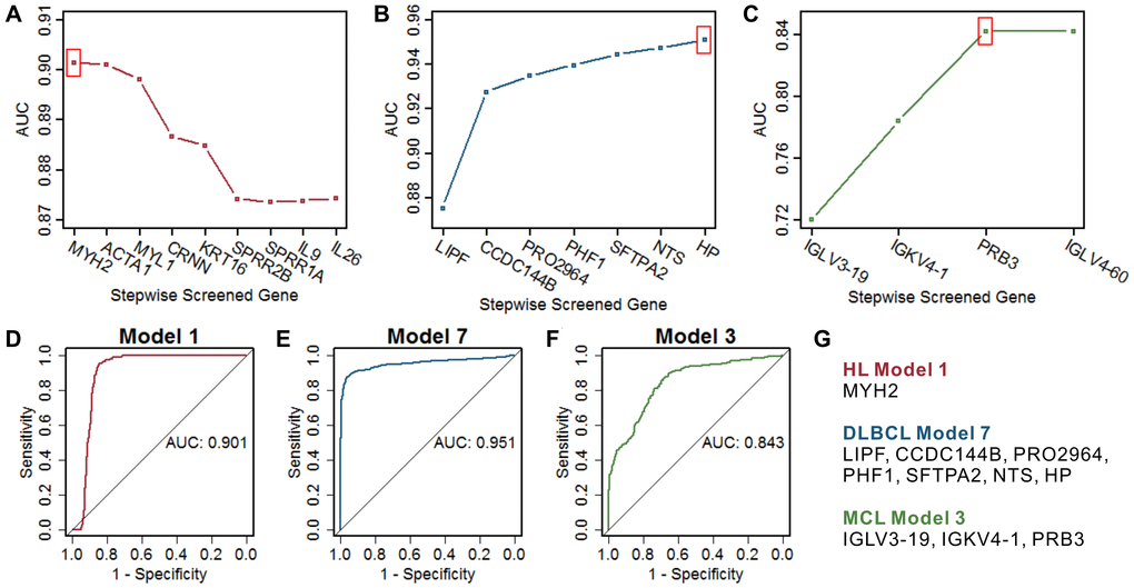 Screening of the optimal multigene prediction model for three lymphomas. (A–C) Stepwise screened multigene prediction models in HL, DLBCL, and MCL. From left to right on the x-axis (stepwise screened genes), each additional gene corresponds to a model [for example, in (A), MYH2 represents model 1, which contains one gene of MYH2, ACTA1 represents model 2, which contains two genes including MYH2 and ACTA1]. The red box shows the optimal model for each type of lymphoma. (D–F) ROC curves of the screened optimal models for each type of lymphoma. (G) Genes in the screened optimal models for three lymphomas. HL, Hodgkin's lymphoma; DLBCL, diffuse large B-cell lymphoma; MCL, mantle cell lymphoma.