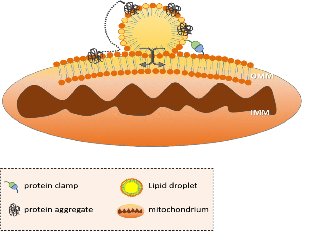 The mitochondria-LD interaction. In times of stress, the ER wraps around mitochondria and promotes mitochondrial fission. LDs originate from the ER and thus are in close contact to the OMM. A protein clamp stabilizes the contact between LDs and mitochondria and harmful proteins, protein aggregates as well as mitochondrial lipids (brown head group) are shuttled from mitochondria to LDs. LDs surrounded by a phospholipid monolayer (yellow head group) supply mitochondria with lipids (yellow) for beta-oxidation. OMM (outer mitochondrial membrane); IMM (inner mitochondrial membrane).