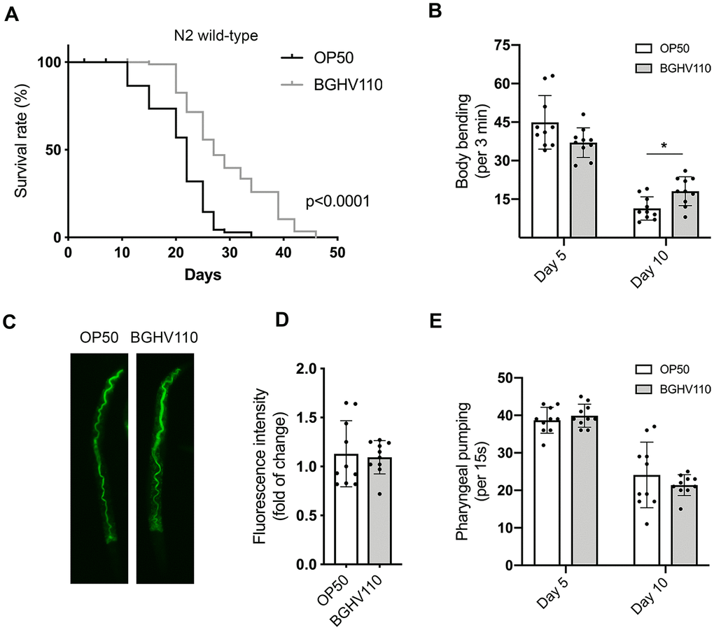 Heat-inactivated Lb. fermentum BGHV110 affects longevity and healthspan in C. elegans. (A) Lifespan curve of WT animals fed with heat-inactivated control (OP50) and BGHV110 bacteria from the L4 developmental stage maintained at 20° C (n=100 per group, results from one of two experiments with similar results are shown). (B) Body bending rates were measured in WT animals on day 5 and day 10 of adulthood (n=10 per group, results are representative of 3 independent assays). (C) Gut localization and (D) fluorescence intensity quantification of acridine orange-stained heat-inactivated OP50 and BGHV110 bacteria visualized by fluorescence microscopy in day 1 adult WT animals (n=10 per group, results are representative of 3 independent assays). (E) Pharyngeal pumping rates were measured in WT animals on day 5 and day 10 of adulthood (n=10 per group, results are representative of 3 independent assays). All values are presented as mean ± SD. Student’s t-test was used to compare the treated group relative to control (*p 