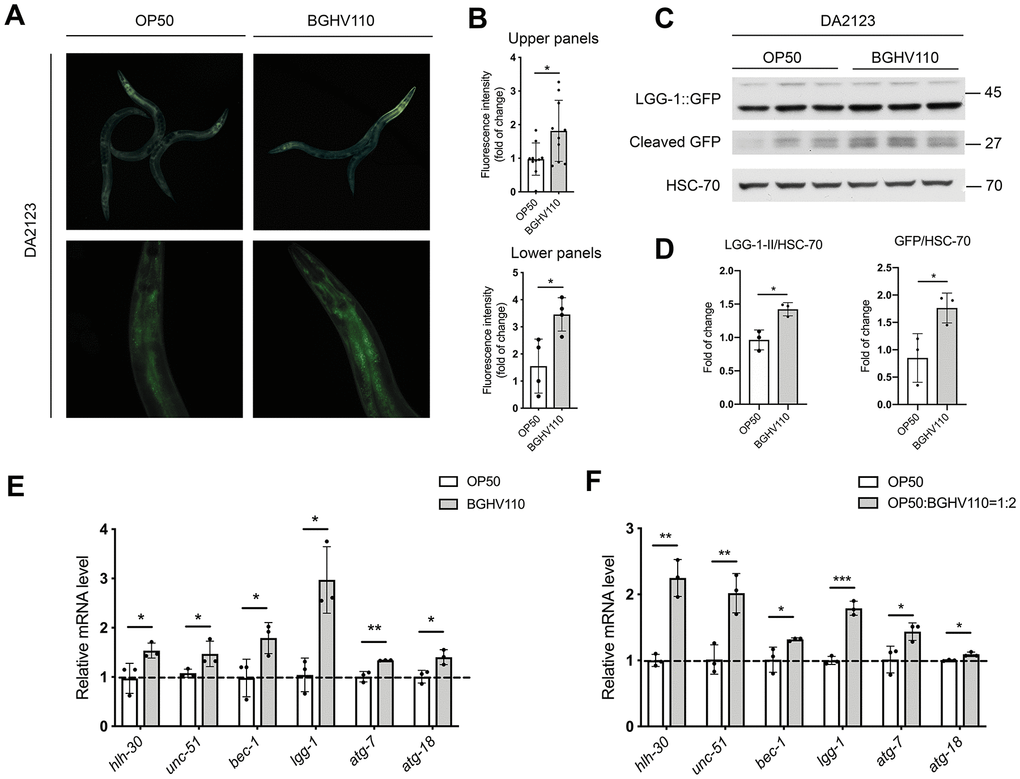 Heat-inactivated Lb. fermentum BGHV110 triggers autophagy in C. elegans. Representative fluorescence images (A) and quantifications (B) of day 1 adult DA2123 transgenic animals expressing GFP::LGG-1 under the lgg-1 promoter after overnight BGHV110 treatment (n=4–10, results are representative of 3 independent assays). Western blots (C) and densitometric analysis (D) showing the levels of GFP::LGG-1 and cleaved GFP proteins isolated from the DA2123 transgenic strain on day 1 of adulthood after overnight BGHV110 treatment. HSC-70 was used as a loading control (n=3, three independent experiments). Expression of hlh-30 and autophagy-related genes was measured by qRT-PCR in L4 stage WT animals after 6 h of treatment with (E) heat-inactivated BGHV110 and (F) heat-inactivated OP50 supplemented with heat-inactivated BGHV110 in a 1:2 ratio (n=3, three independent experiments). All values are presented as mean ± SD. Student’s t-test was used to compare the treated group relative to control (*p 