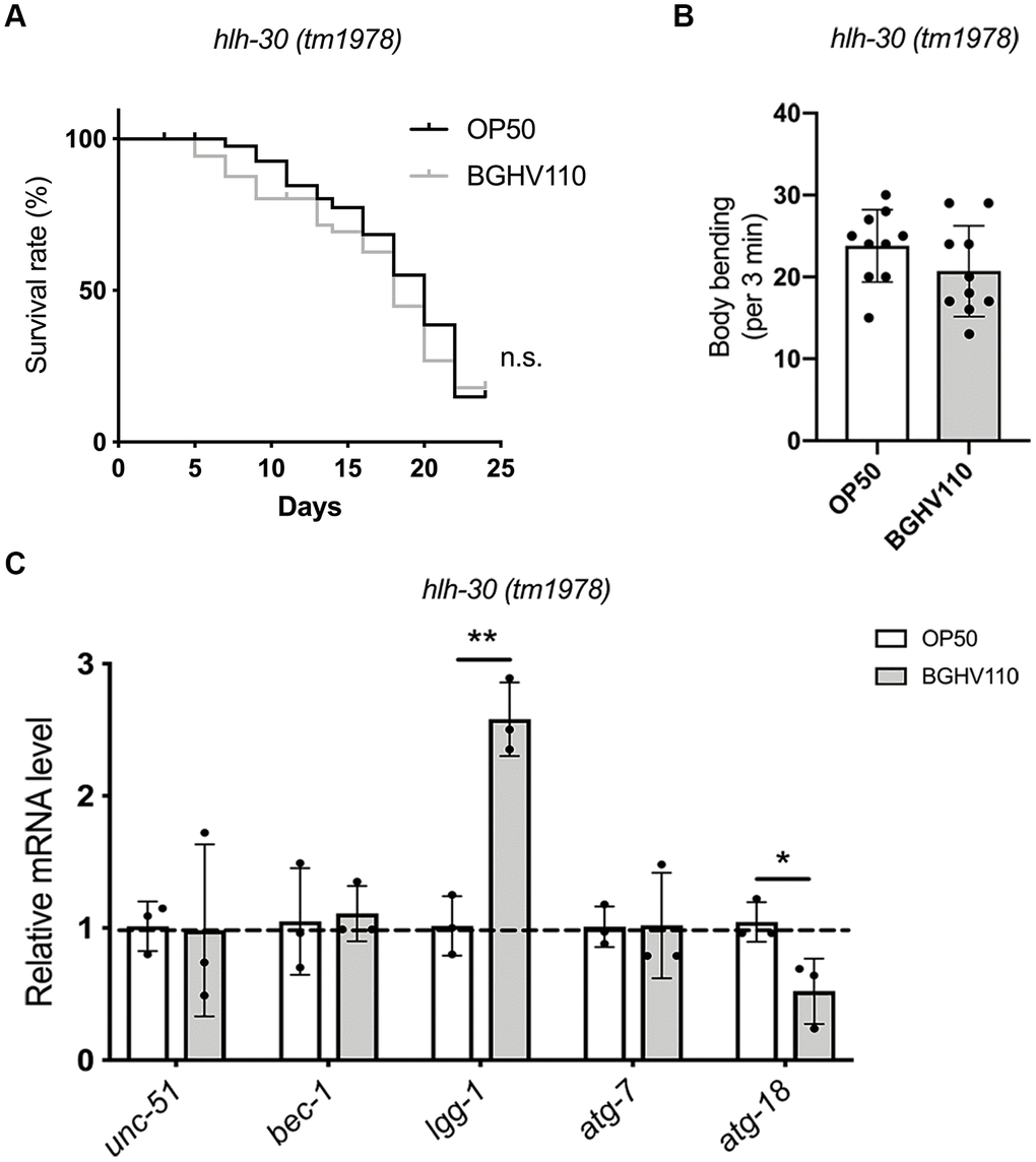 Heat-inactivated Lb. fermentum BGHV110 delays aging in C. elegans in an HLH-30-dependent manner. (A) Lifespan curve of the hlh-30 (tm1978) mutant fed with heat-inactivated control (OP50) and BGHV110 bacteria from the L4 developmental stage maintained at 20° C (n=100 per group, results from one of two experiments with similar results are shown). (B) Body bending rate was measured in the hlh-30 (tm1978) mutant on day 10 of adulthood (n=10 per group, results are representative of 3 independent assays). (C) Expression of autophagy-related genes was measured by qRT-PCR in the L4 stage of the hlh-30 (tm1978) mutant after 6 h of treatment with heat-inactivated BGHV110 (n=3, three independent experiments). All values are presented as mean ± SD. Student’s t-test was used to compare the treated group relative to control (*p 