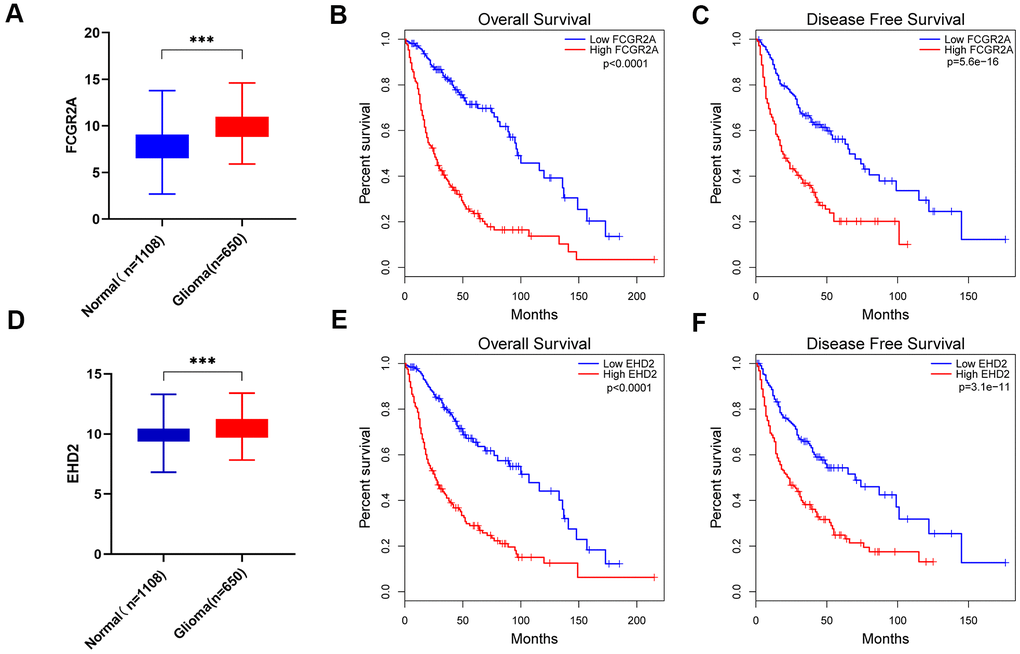 FCGR2A and EHD2 were selected from the six MES-related genes. (A) Differences in FCGR2A expression between the normal group and the glioma group from the TCGA and GTEx data sets. (B, C) Overall survival analysis (B) and disease-free survival analysis (C) of the relationship between FCGR2A expression level and survival time from the TCGA database. (D) Differences in EHD2 expression between the normal group and the glioma group from the TCGA and GTEX data sets. (E, F) Overall survival analysis (E) and disease-free survival analysis (F) of the relationship between EHD2 expression level and survival time from TCGA database. ***P
