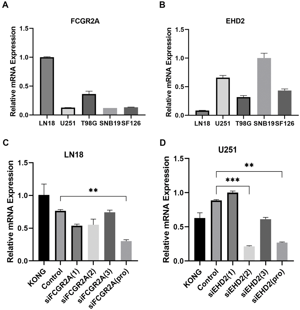 Selection of cell lines and verification of the silencing effect. (A) Relative expression of FCGR2A in five cell lines. (B) Relative expression of EHD2 in five cell lines. (C) The LN18 cell line was transfected with three siRNA fragments separately and in combination (pro), and the relative silencing level of FCGR2A. (D) The U251 cell line was transfected with three siRNA fragments separately and in combination (pro), the relative silencing level of EHD2. KONG stands for untreated cell; Control stands for Negative control group. **P