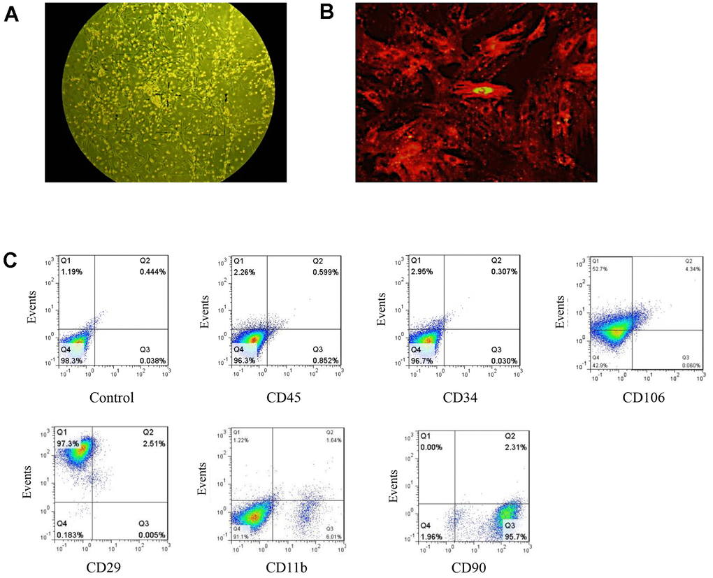 Isolation and identification of BMSCs. (A) BMSCs as observed under ordinary light microscopy (magnification: 100×). (B) DM-cil labeled BMSCs as observed by fluorescence microscopy (magnification: 400×). (C) The quantification of BMSC specific markers.