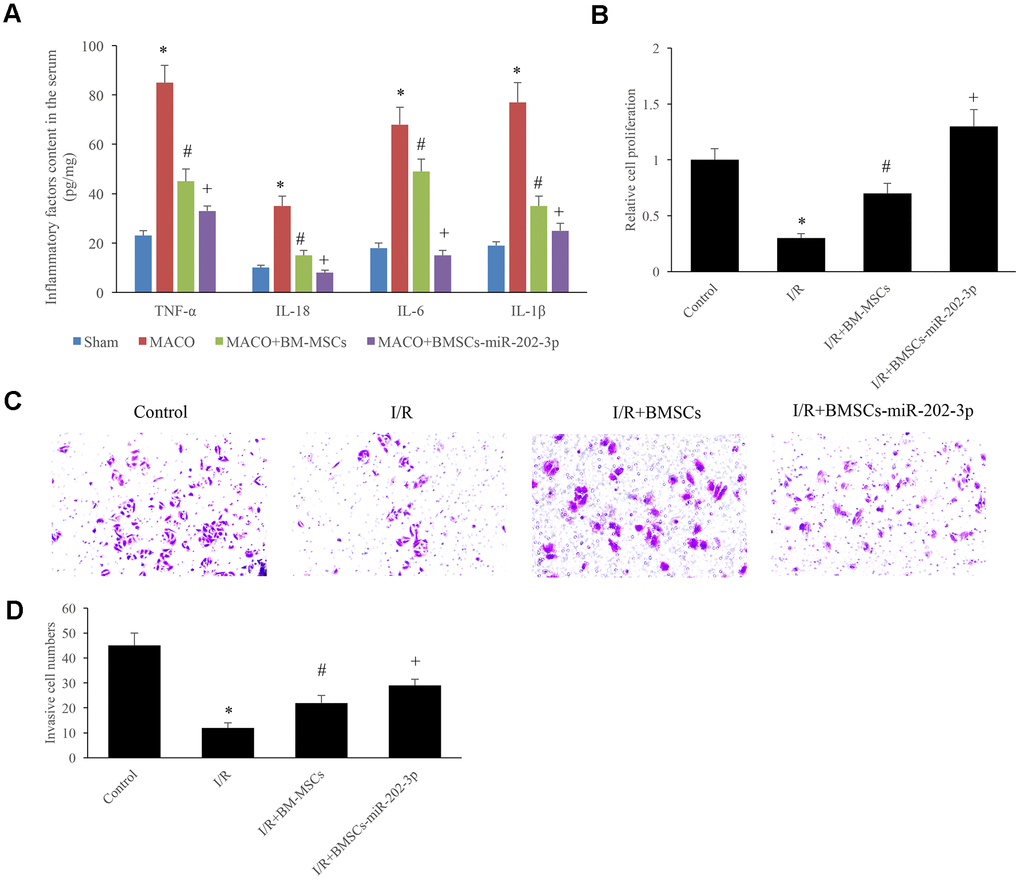 miR-202-3p inhibited the release of IFs and promoted the proliferation and invasion of SH-SY5Y cells. (A) The content of IFs in the serum. (B) Detection of SH-SY5Y cell proliferation. (C, D) Detection of cell invasion (magnification: 200×). (*compared with sham or control, #Compared with MCAO, +compared with MCAO + BMSCs, p