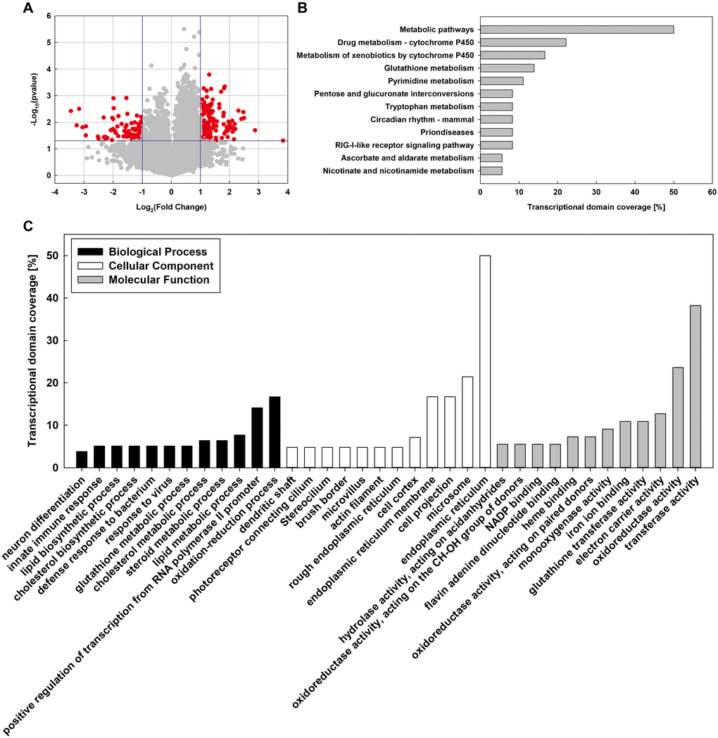 Whole-genome microarray analysis of MT and DM groups. (A) Volcano plot analysis of mRNA expression variation between MD and MT groups. (B) KEGG pathway analysis was used to identify key pathways and biological functions. (C) Gene Ontology (GO) analysis of differentially expressed genes (DEGs). DEGs are classified into three major domains: biological process (BP), cellular component (CC) and molecular function (MF).