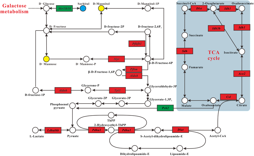 Carbohydrate metabolism alterations. Upregulated and downregulated genes in MT group compared with DM group are depicted as red box and green box espectively. Metabolites up- and downregulated are shown by yellow and blue circles, respectively.