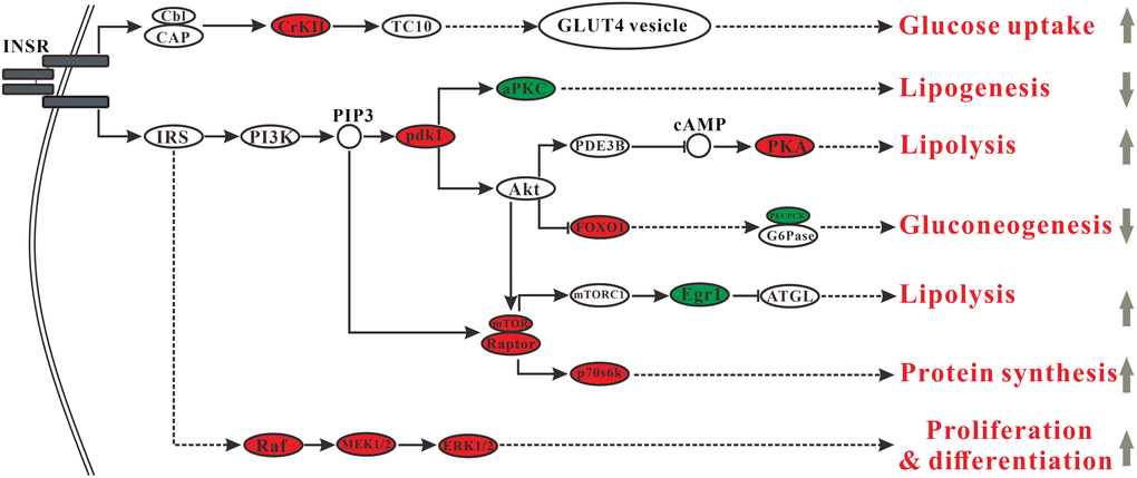 Changes in the insulin signaling pathway. Ellipses indicate those proteins involved in the insulin signaling pathway (red, upregulated proteins in MT group; green, downregulated proteins in MT group).