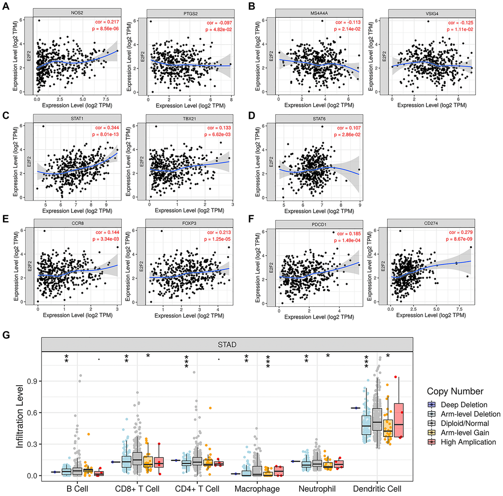 Expression of E2F2 was related to a panel of gene markers of immune cells, including M1 cells (A), M2 cells (B), Th1 cells (C), Th2 cells (D), Treg cells (E) and PD-1/PD-L1 (F). (G) E2F2 CNV affects the infiltrating levels of B cells, CD8+ T cells, CD4+ T cells, macrophages, neutrophils and dendritic cells in GC.