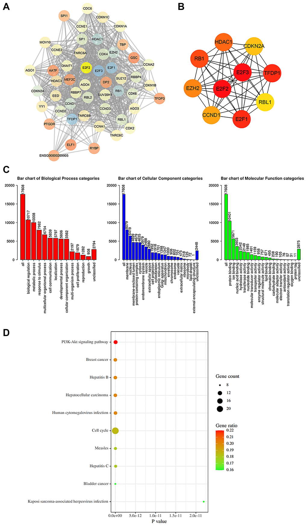 Protein-protein interaction (PPI) network construction and gene enrichment analyses. (A) Network of E2F2 and its 50 frequently altered neighbor genes was constructed. (B) Hub genes were screened from the PPI network using the Closeness, Degree and MCC methods. (C) Functional enrichment histogram of important modules. Each biological process, cellular component and molecular function category is represented by a red, blue and green bar, respectively. The height represents the number of IDs in the user list and in the category. (D) Pathways enrichment map of E2F2 and its 50 frequently altered neighbor genes. The top 20 terms with the largest number of enriched genes were selected.