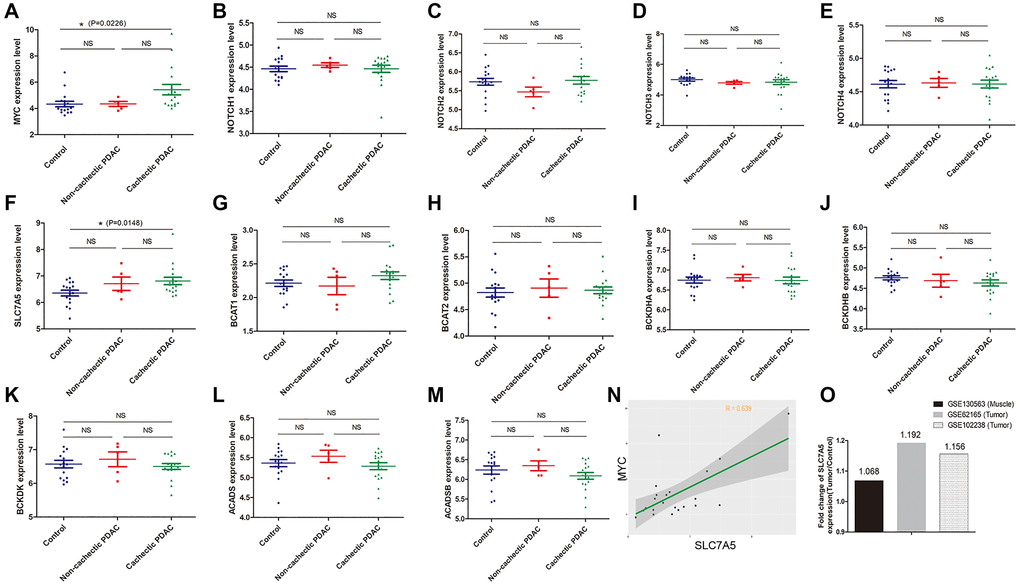 MYC but not NOTCH mainly regulates BCAA uptake in myocyte of PDAC patients. (A–O): Data mining in GSE130563 dataset. (A–E) Gene expression of NOTCHs did not vary between groups while MYC was significantly up-regulated in muscles of cachectic PDAC patients. (F) Most of the SLC transporters exhibited no change except for SLC7A5 whose expression was slightly up-regulated in muscles of cachectic PDAC patients. (G–M) Gene expression of BCAA catabolism related genes in muscle. (N) In GSE130563 dataset, correlation analysis showed that SLC7A5 expression was in moderate correlation with MYC expression in muscle of PDAC patients (r = 0.639). (O) The relative fold-change of SLC7A5 expression in GSE62165 (tumor) and GSE102238 (tumor) were higher than that in GSE130563 (muscle).