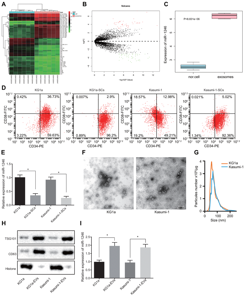 High levels of miR-1246 expression are identified in AML cell-derived EVs. (A) Heat map of differentially expressed miRNAs from the GSE55025 profile. (B) Volcanic map of differentially expressed miRNAs in GSE55025. (C) Boxplot of miR-1246 in expression profile GSE55025. The left box refers to expression in normal cell-derived EVs, and the right box represents the expression in AML cell-derived EVs. (D) AML cell lines labeled with CD34-PE and CD38-FITC antibodies. The subpopulation of CD34+CD38−cells (i.e., LSCs) was analyzed by flow cytometry. (E) Expression of miR-1246 in AML cell lines (KG1a and Kasumi-1) as well as LSCs detected by RT-qPCR. (F) Morphology of AML cell-derived EVs observed by TEM. (G) EV concentration and particle size measured by nanoparticle tracking analysis. (H) Expression of EV specific markers CD63 and TSG101 assessed by western blot analysis. (I) Expression of miR-1246 in AML cell lines (KG1a and Kasumi-1) and in corresponding EVs as detected by RT-qPCR. * p vs. KG1a or Kasumi-1 cells. Data in the figures are all measurement data, expressed as mean ± standard deviation. Independent sample t-test was applied for comparison between two groups. The experiments were repeated in triplicate.