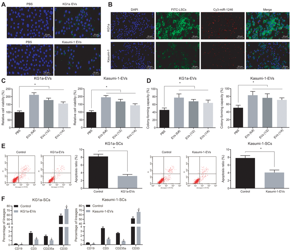 AML cell-derived EVs elevated the viability and colony formation and reduced the apoptosis and differentiation of LSCs. (A) Absorption of CFSE-labeled AML cell-derived EVs by LSCs observed under a fluorescence microscope (CFSE: green, DAPI: blue; × 500). (B) Fluorescence microscopic observation of Cy3 labeled AML cell-derived EVs co-cultured with LSCs (Cy3-miR-1246: red, DAPI: blue, FITC-LSCs: green; × 400). (C) Viability of LSCs after exposure to AML cell-derived EVs evaluated by MTS assay. (D) Effects of AML cell-derived EVs on the colony formation capacity of LSCs identified by colony formation assay. (E) Effects of AML cell-derived EVs on LSCs apoptosis assessed by flow cytometry. (F) Changes in differentiation of LSCs after treatment with AML cell-derived EVs detected by differentiation assay. * p vs. LSCs treated with PBS. Data in the figures are all measurement data, expressed as mean ± standard deviation. Independent sample t-test was applied for comparison between two groups. Data among multiple groups were compared by one-way ANOVA. The experiments were repeated in triplicate.