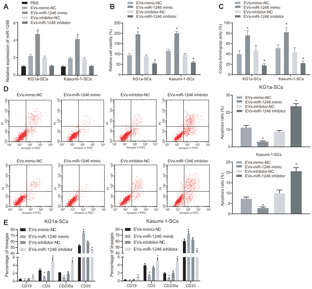 MiR-1246-containing EVs from AML cells elevated LSCs survival via the regulation of LSCs. LSCs were co-cultured with PBS, EVs-mimic-NC, EVs-miR-1246 mimic, EVs-inhibitor-NC or EVs-miR-1246 inhibitor. (A) Expression of miR-1246 in LSCs detected by RT-qPCR. (B) Viability of LSCs assessed by MTS assay. (C) Colony formation ability of LSCs tested by colony formation assay. (D) Apoptosis of LSCs evaluated by flow cytometry. (E) differentiation of LSCs identified by differentiation assay. * p vs. LSCs co-cultured with EVs-mimic-NC or EVs-inhibitor-NC. Data in the figures are all measurement data, expressed as mean ± standard deviation. Data among multiple groups were analyzed by one-way ANOVA. The experiments were repeated in triplicate.