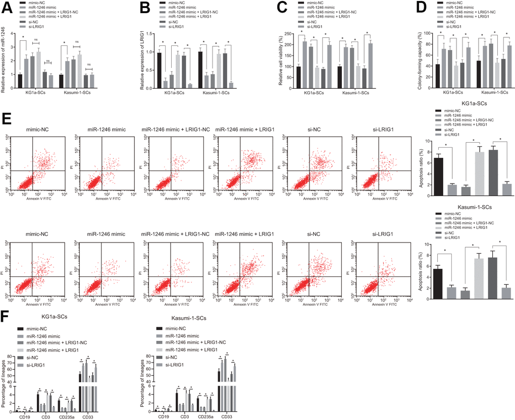 miR-1246 facilitates the cell survival and impedes differentiation of LSCs by targeting LRIG1. LSCs were transfected with mimic-NC, miR-1246 mimic, miR-1246 mimic + LRIG1-NC, miR-1246 mimic + LRIG1, si-NC and si-LRIG1. (A, B) Expression of miR-1246 and LRIG1 in LSCs detected by RT-qPCR after transfection. (C) LSCs viability detected by MTS assay. (D) Colony formation of LSCs evaluated by colony formation assay. (E) LSCs apoptosis identified by flow cytometry. (F) Differentiation of LSCs determined by differentiation assay. * p vs. LSCs transfected with mimic-NC, miR-1246-mimic + LRIG1-NC or si-NC. Data in the figures are all measurement data, expressed as mean ± standard deviation. Data among multiple groups were analyzed by one-way ANOVA. The experiments were repeated in triplicate.