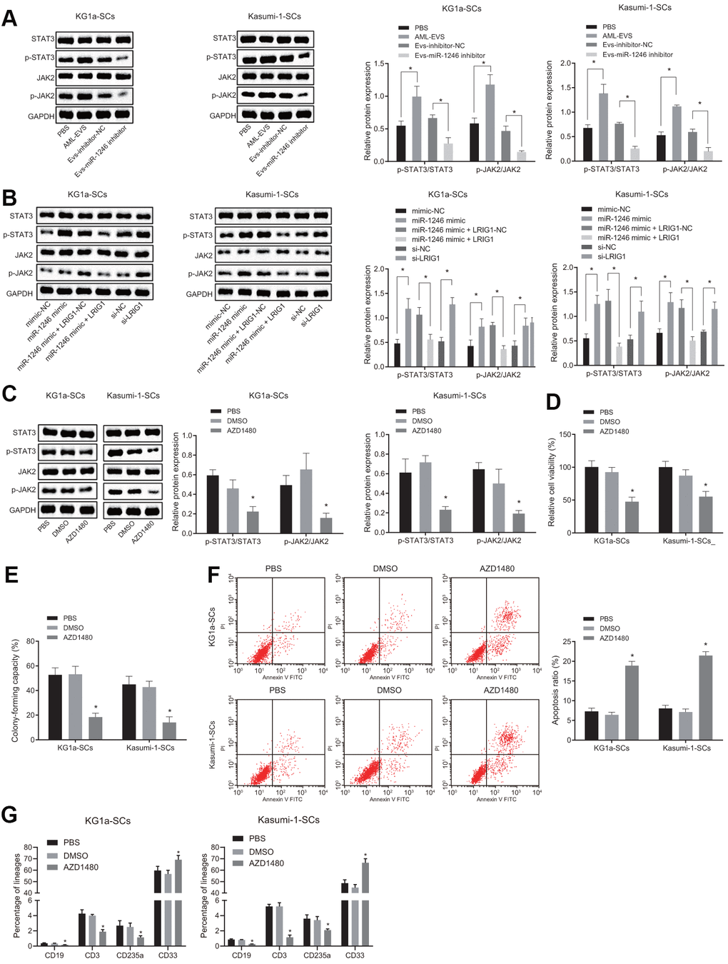 miR-1246 targets LRIG1 and activates the STAT3 pathway, facilitating cell survival and suppressing differentiation of LSCs. (A) Expression of the STAT3 pathway-related proteins (phosphorylated JAK2 and phosphorylated STAT3) in LSCs co-cultured with AML cell-derived EVs measured by western blot analysis. (B) Expression of STAT3 pathway-related proteins (phosphorylated JAK2 and phosphorylated STAT3) in LSCs after over-expression of miR-1246 and inhibition of LRIG1 alone or in combination demonstrated by western blot analysis. (C) Expression of STAT3 pathway-related proteins (phosphorylated JAK2 and phosphorylated STAT3) in LSCs after exposure to the JAK2 inhibitor AZD1480 determined by western blot analysis. (D) LSCs viability after exposure to the JAK2 inhibitor AZD1480 detected by MTS assay. (E) Colony formation of LSCs after exposure to the JAK2 inhibitor AZD1480 evaluated by colony formation assay. (F) LSCs apoptosis after exposure to the JAK2 inhibitor AZD1480 identified by flow cytometry. (G) Differentiation of LSCs after exposure to the JAK2 inhibitor AZD1480 determined by differentiation assay. * p vs. LSCs co-cultured with PBS, EVs-inhibitor-NC, mimic-NC, si-NC, LRIG1-NC, miR-1246 mimic + LRIG1-NC or DMSO. Data in the figures are all measurement data, expressed as mean ± standard deviation. Data among multiple groups were analyzed by one-way ANOVA. The experiments were repeated in triplicate.