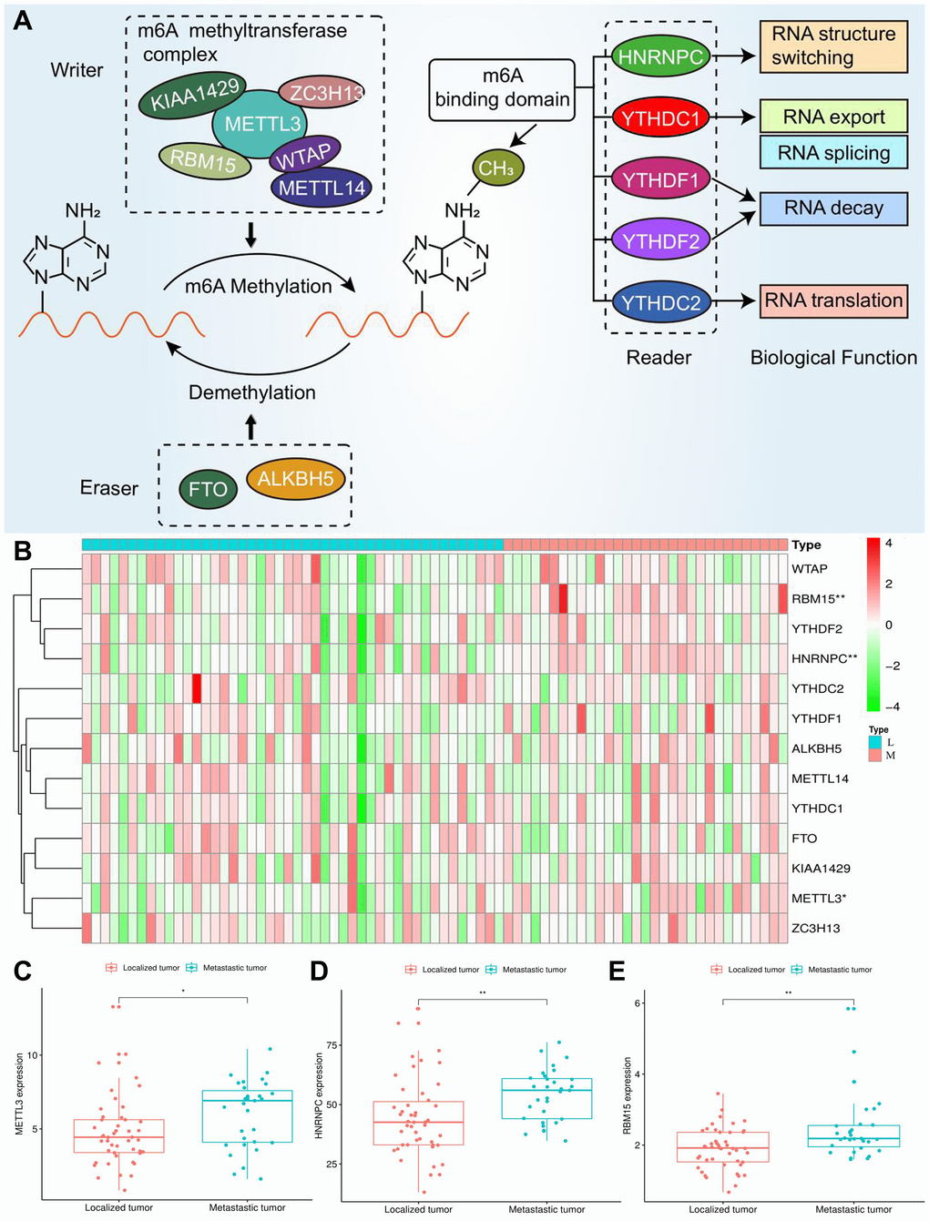 Expression of m6A regulators in ACC. (A) The process and molecular functions of m6A RNA methylation. (B) The expressive heatmap of m6A-related genes. The gene symbols are on the right of the heatmap. L, localized tumor (n = 46). M, metastatic tumor (n = 31). High expression is shown in red and low expression is green. (C–E) Differential expression of METTL3, HNRNPC and RBM15 between localized and metastatic tumor samples. Gene expression is measured by FPKM. FPKM, Fragments Per Kilobase per Million. *P **P 