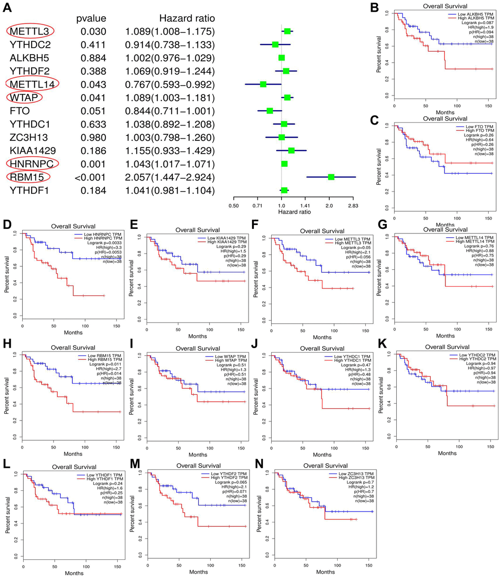 Screening of m6A prognostic genes. (A) Cox univariate prognostic analyses of m6A-related genes based on TCGA database. (B–N) Prognostic difference of m6A-related genes between high- and low-expression groups based on GEPIA database. Group cutoff is set as median of gene expression.