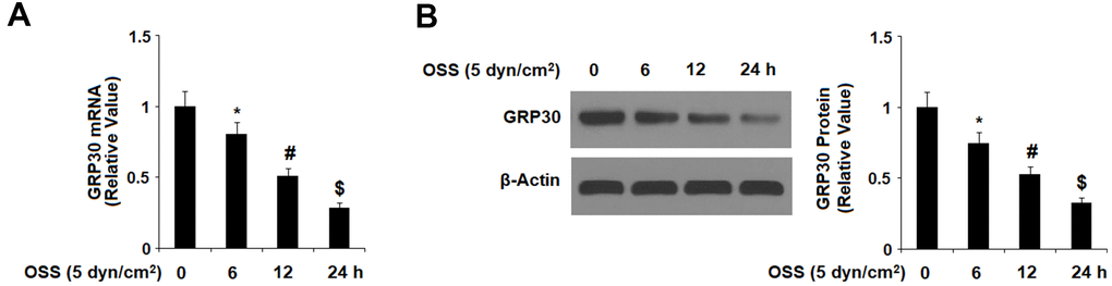 Oscillatory shear stress (OSS) reduced the expression of GPR30 in human aortic endothelial cells (HAECs) in a time-dependent manner. HAECs were exposed to OSS (5 dyn/cm2) for various periods of times (6, 12, 24 h). (A). Expression of GPR30 at the mRNA level; (B). Expression of GPR30 at the protein level (*, #, $, P