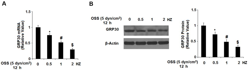 OSS reduced GPR30 expression in a frequency-dependent manner. HAECs were exposed to OSS (± 5 dyn/cm2) at frequencies of 0.5, 1.0, and 2.0 Hz for 12 h. (A). Expression of GPR30 at the mRNA level; (B). Expression of GPR30 at the protein level (*, #, $, P