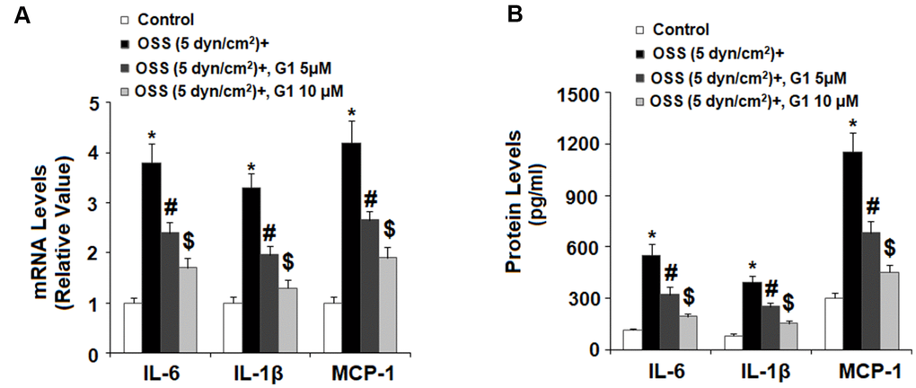 Agonism of GPR30 using its specific agonist G1 suppressed oscillatory shear stress (OSS)-induced expression and secretion of pro-inflammatory cytokines IL-6, IL-1β, and MCP-1 in human aortic endothelial cells (HAECs). HAECs were exposed with OSS (5 dyn/cm2) in the presence or absence of 5, 10 μM G1 for 24 h. (A). Expression of IL-6, IL-1β, and MCP-1 at the mRNA level was determined by real time PCR analysis; (B). Secretion of IL-6, IL-1β, and MCP-1 at the protein level was determined by ELISA (*, #, $, P