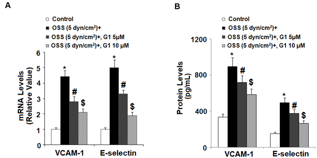 Agonism of GPR30 using its specific agonist G1 suppressed oscillatory shear stress (OSS)-induced expression of VCAM-1 and E-selectin in human aortic endothelial cells (HAECs). HAECs were exposed with OSS (5 dyn/cm2) in the presence or absence of 5, 10 μM G1 for 24 h. (A). Expression of VCAM-1 and E-selectin at the mRNA level; (B). Expression of VCAM-1 and E-selectin at the protein level was determined by ELISA (*, #, $, P