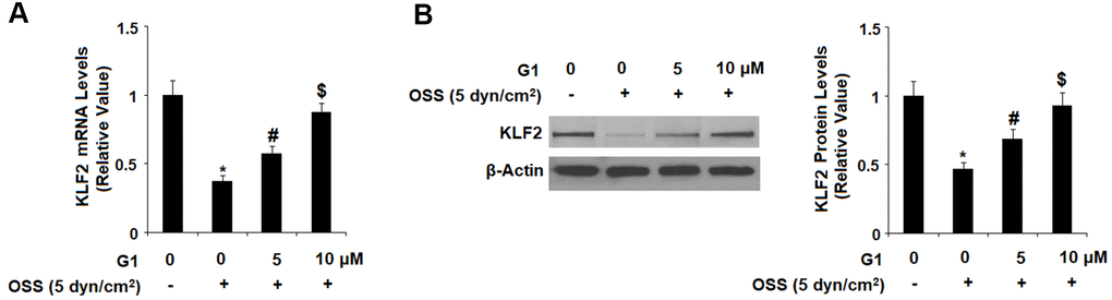 Agonism of GPR30 using its specific agonist G1 rescued oscillatory shear stress (OSS)-induced reduction of KLF2. HAECs were exposed with OSS (5 dyn/cm2) in the presence or absence of 5, 10 μM G1 for 24 h. (A). Expression of KLF2 at the mRNA level was determined by real time PCR analysis; (B). Expression of KLF2 at the protein level was determined by western blot analysis (*, #, $, P