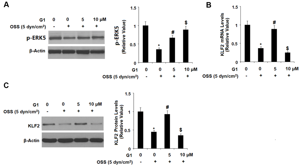 The effects of G1 on KLF2 expression are mediated by ERK5. (A) HAECs were exposed to OSS (5 dyn/cm2) in the presence or absence of 5, 10 μM G1 for 2 h. Phosphorylated levels were measured by western blot analysis; (B, C). HAECs were exposed to OSS (5 dyn/cm2) in the presence or absence of 10 μM G1 or the specific ERK5 inhibitor XMD8-92 (10 nM) for 24 h. The expression of KLF2 at the mRNA level and protein level were determined by real time PCR and western blot analysis, respectively (*, #, $, P
