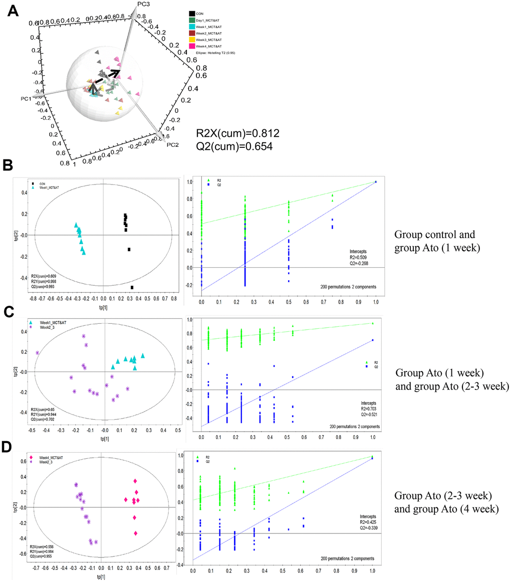 PLS-DA analysis was used to investigate the influence of Ato on the metabonomics of PAH rats. (A) The serum metabolic patterns of rats in different groups can be distinguished; (B) The metabonomics differences between group control and Ato (1 week) could be distinguished; (C) The metabonomics differences between group Ato (1 week) and Ato (2-3 week) could be distinguished; (D) The metabonomics differences between group Ato (2-3 week) and Ato (4 week) could be distinguished.