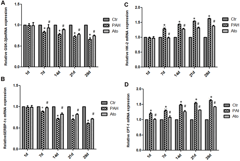 Influence of Ato on the mRNA expression of GSK-3β, HK-2, SREBP-1c, and CPT-1 in the lung tissues. (A) The mRNA level of GSK-3β was detected after treatment with MCT and Ato; (B) The mRNA level of HK-2 was detected after treatment with MCT and Ato; (C) The mRNA level of SREBP-1c was detected after treatment with MCT and Ato; (D) The mRNA level of CPT-1 was detected after treatment with MCT and Ato. (*P