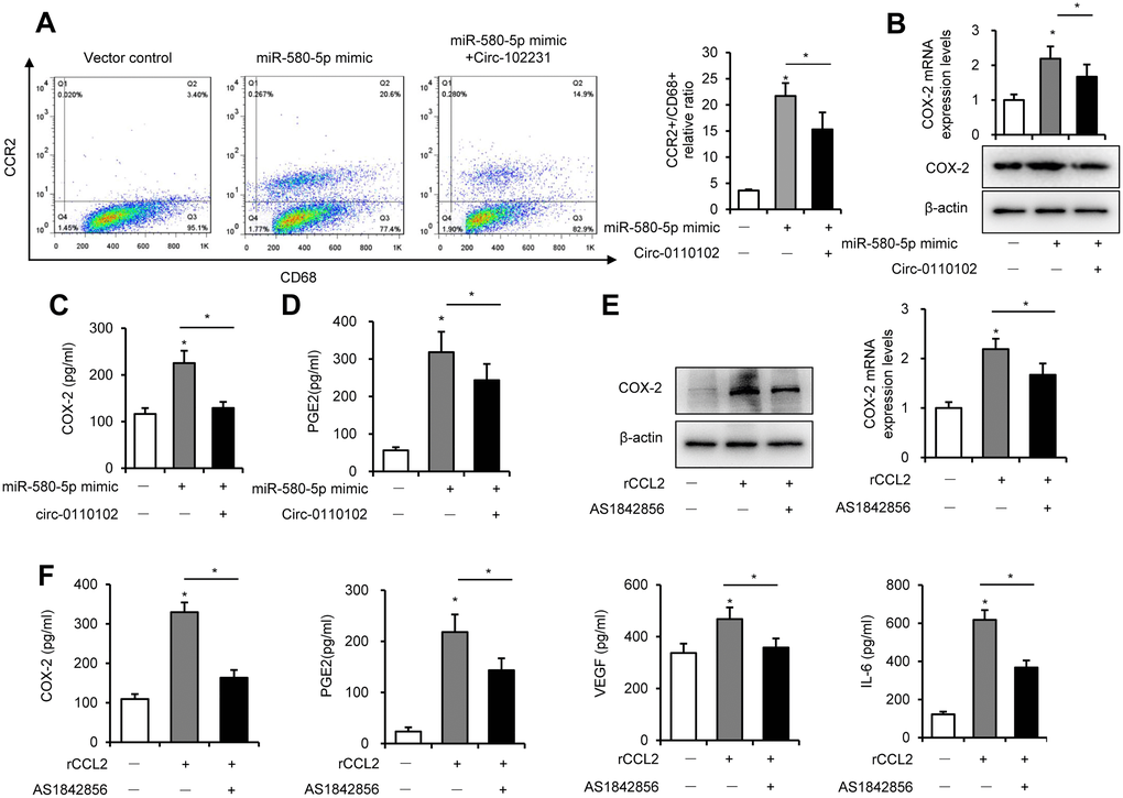 CCL2-induced expression of COX-2 via FoxO1. Huh-7 cells were transfected with miR-580-5p mimic or hsa